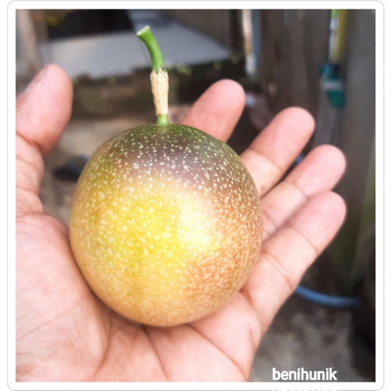 isi 100 benih biji markisa madu valid markisa manis