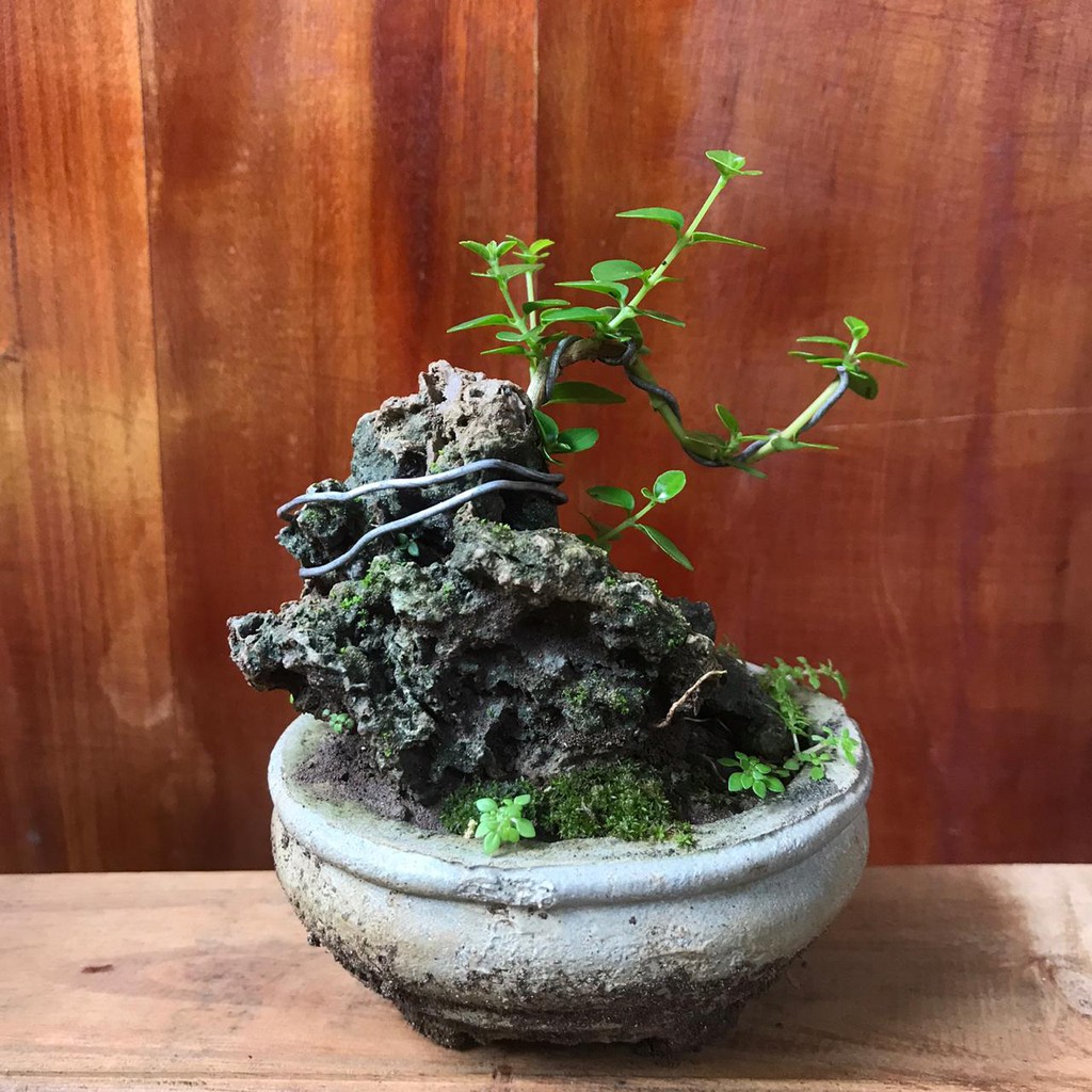 Bonsai Mame Sancang
