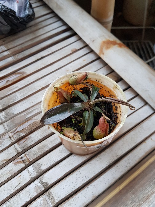 Tanaman Hias Nephentes Raflessiana (s) Hasil Kultur Jaringan