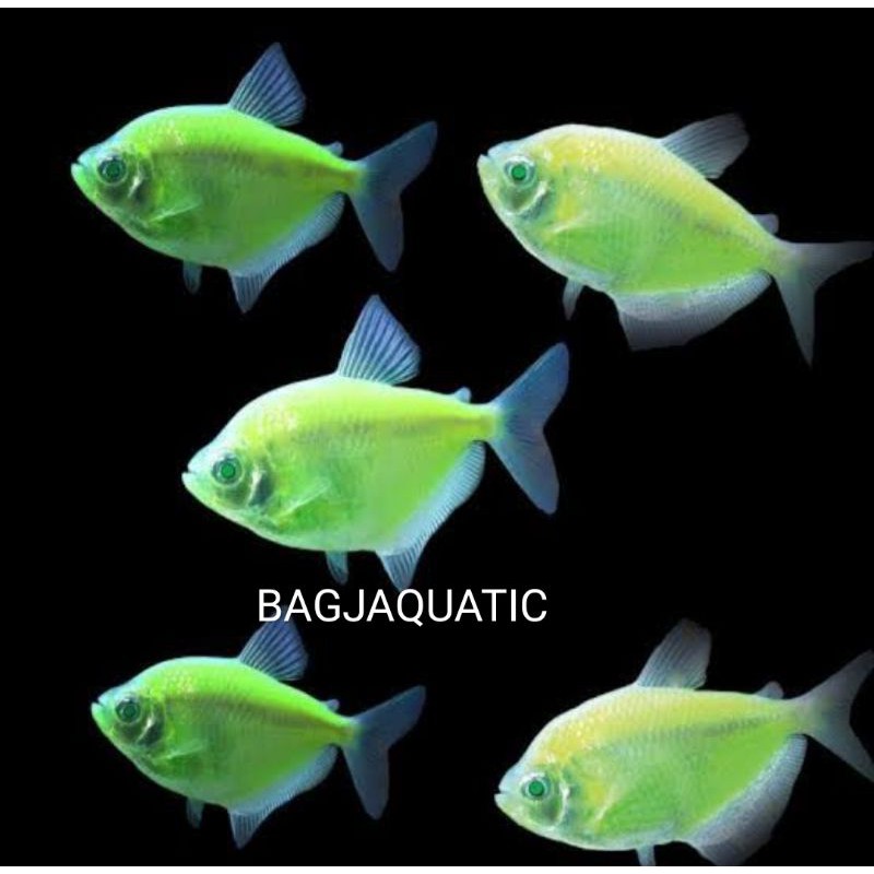 Ikan Glofis Tetra Import Ikan Hiasan Aquarium Size 2 3cm Warna Kuning Hijau Shopee Indonesia