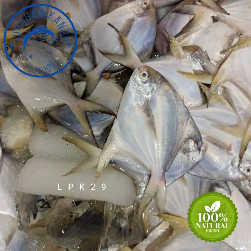 

Ikan Bawal Putih Segar Isi 10/12 Ekor 1~Kilogram