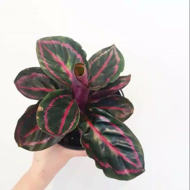 tanaman hias calathea black lipstik dewasa
