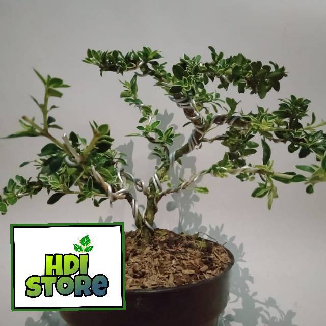 Bonsai mini mirten/hingkip