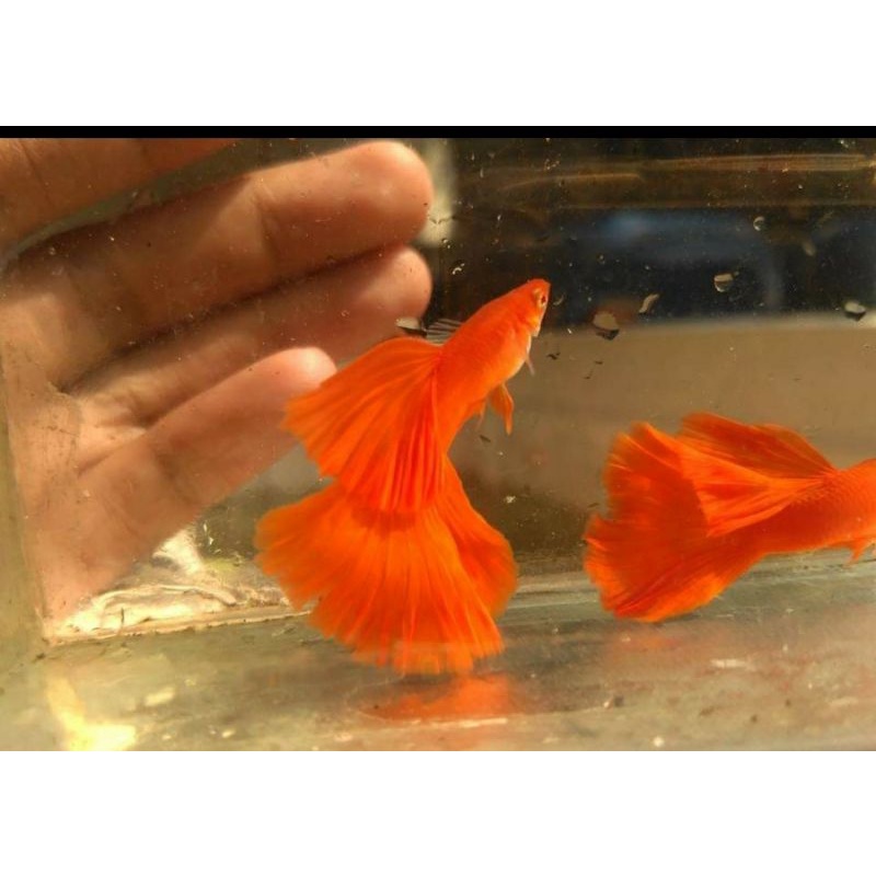 

Ikan hias guppy Albino full red(AFR)