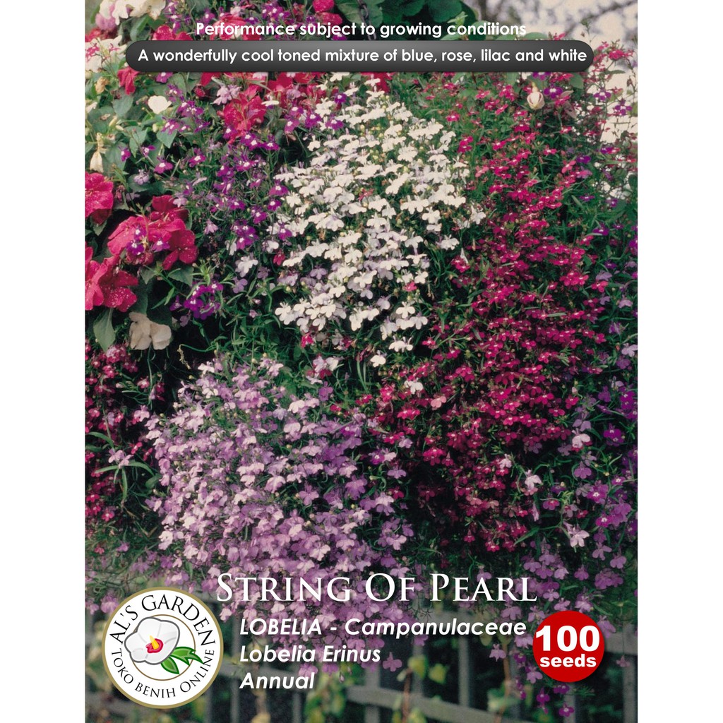 Benih Bunga Lobelia String Of Pearls 100 Seeds Shopee Indonesia