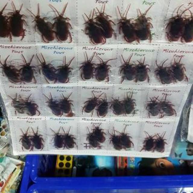 mainan anak anak sepasang kecoa
