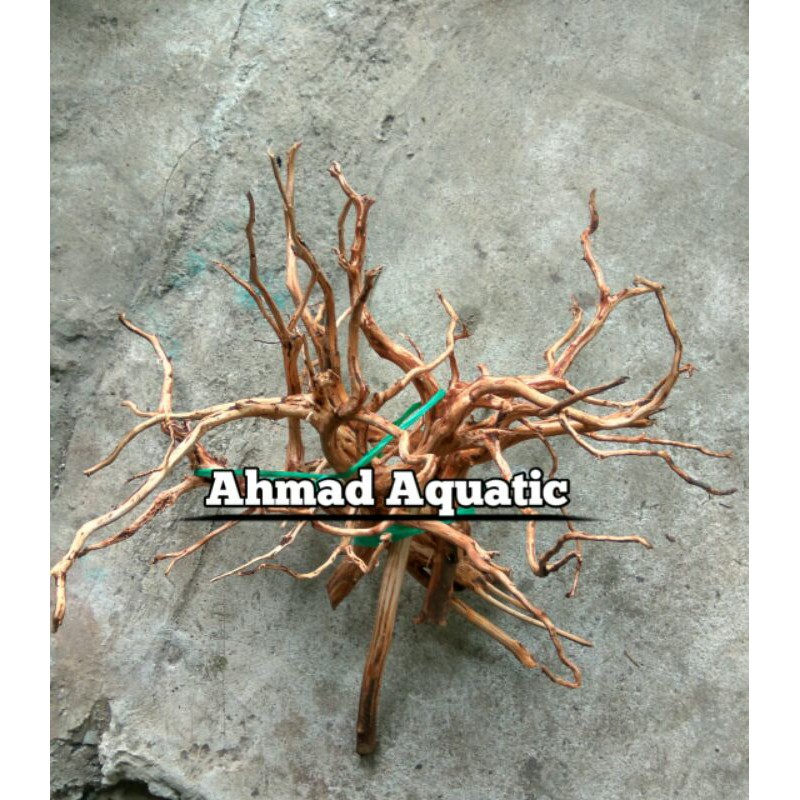 Akar Rasamala Size S (5 pcs)