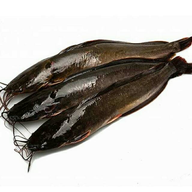 

Ikan Lele Segar 1 kg - Gerobak Sayur Palembang