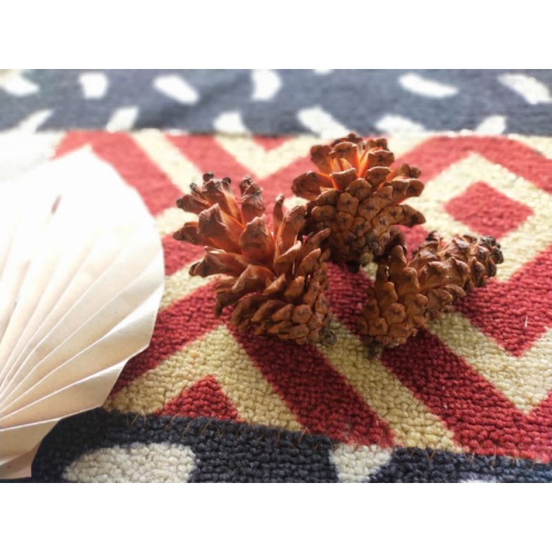 Biji pinus / Bunga pinus