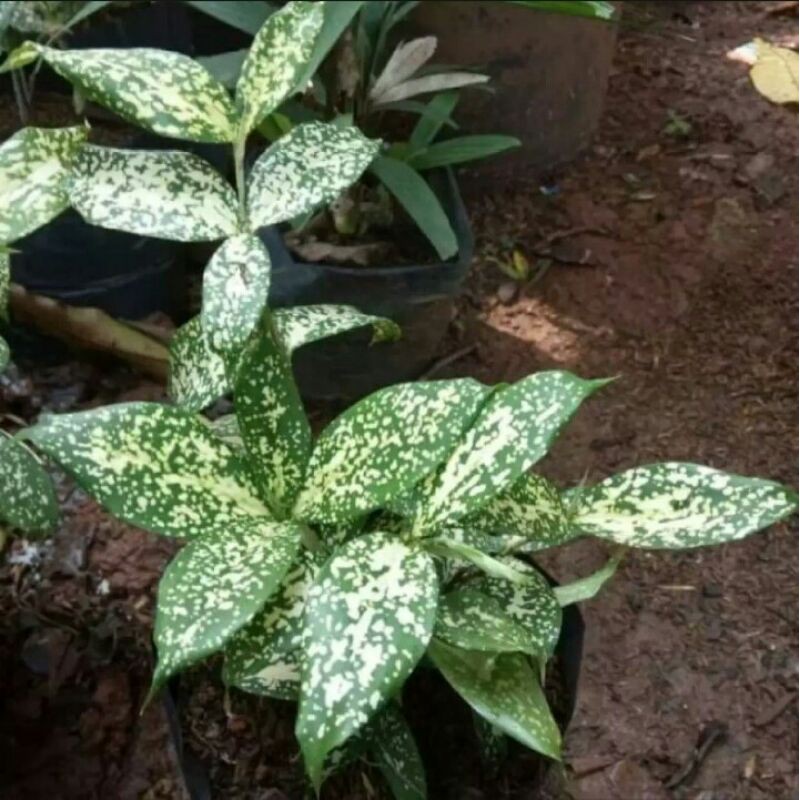 Tanaman hias drasena varigata / tanaman brasena varigata / tanaman hias drasena varigata