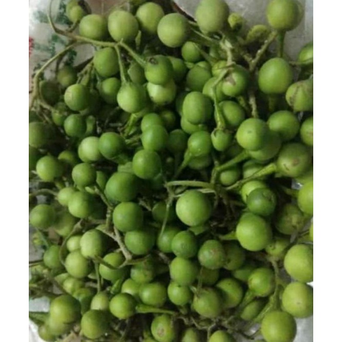 

Tekokak / rimbang 100 gram