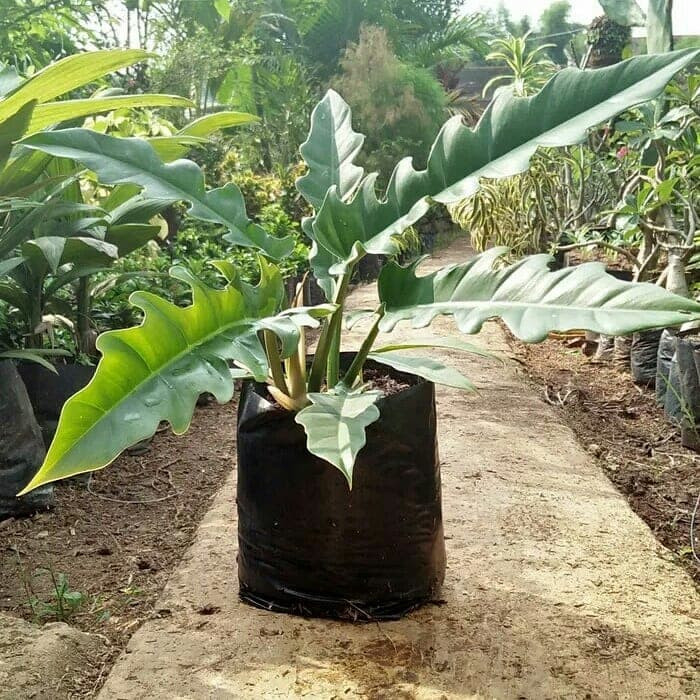 tanaman philo gergaji - philo gergaji