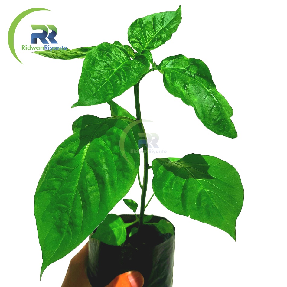 Bibit Cabe Carolina Reaper Tanaman Cabai Terpedas di Dunia bukan Biji ataupun Buahnya.