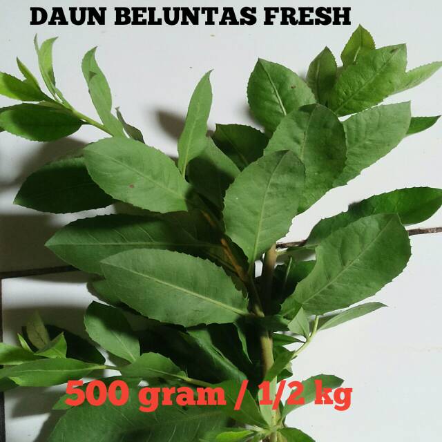 

DAUN Beluntas muda 500 gram herbal langsung petik