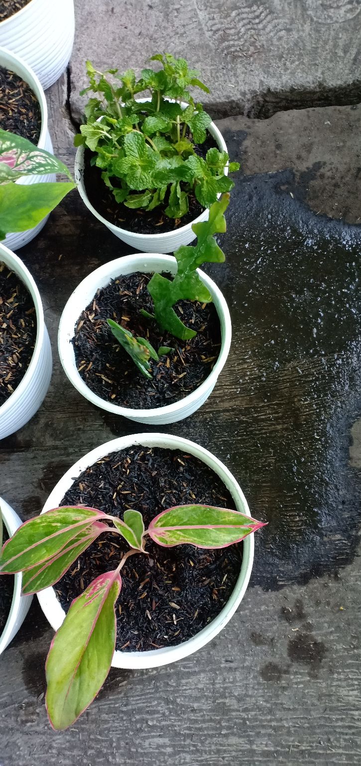 Bibit Tanaman Hias Daun Aglaonema Lipstiksian Aurora