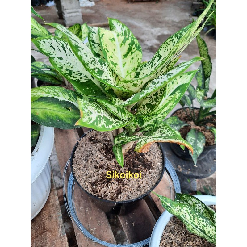 Tanaman Hias Diven sparkle