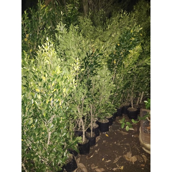 bibit bonsai kimeng paket 5 batang