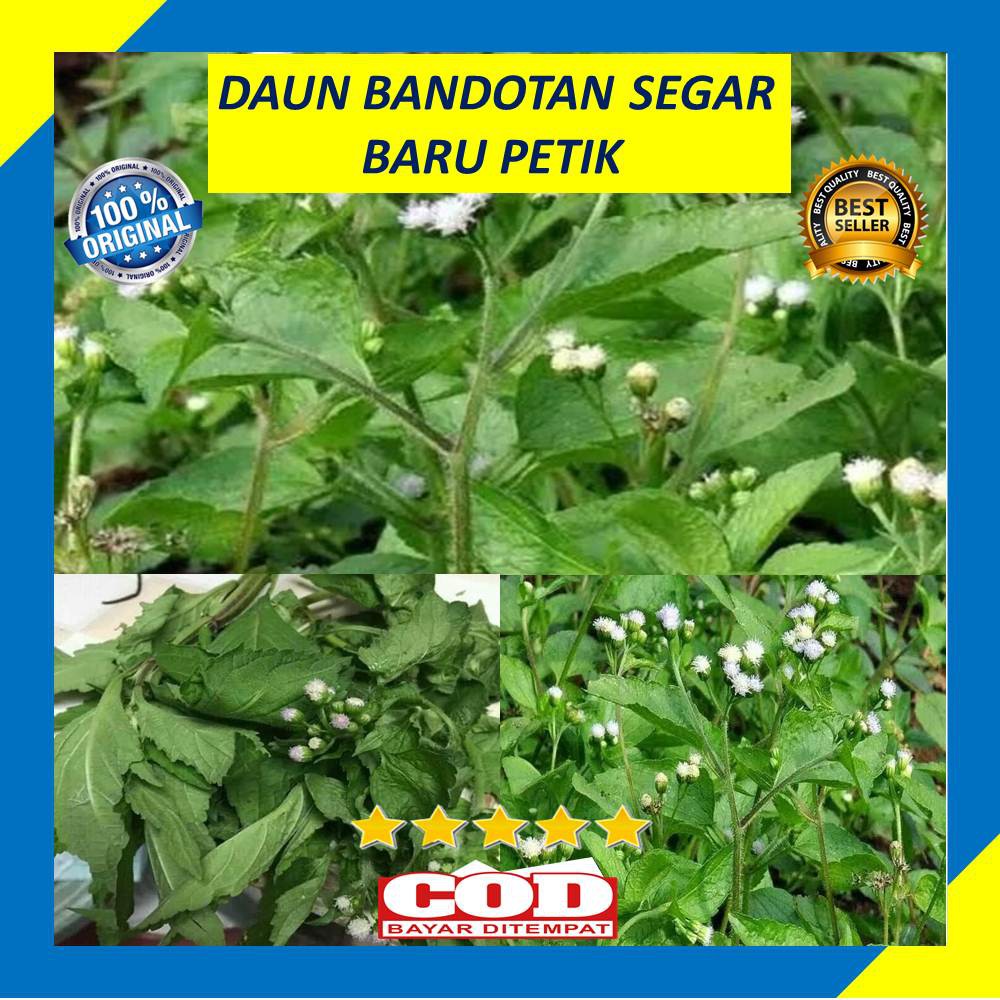 Jual Daun Bandotan Pohon Babandotan Segar 250 Gram Indonesia Shopee Indonesia