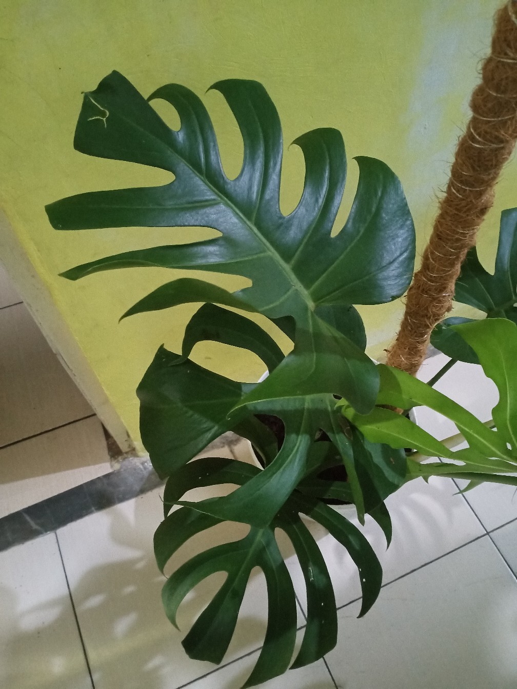 tanaman hias monstera giant king Shopee Indonesia tanaman hias monstera giant king Shopee Indonesia