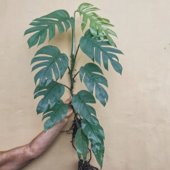 Tanaman hias Philodendron cebu blue - epipremnum cebu blue