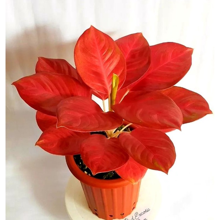 Aglonema Super Red Excotic [ Tanaman Hias Aglonema Hias Super Red Excotic ]✅
