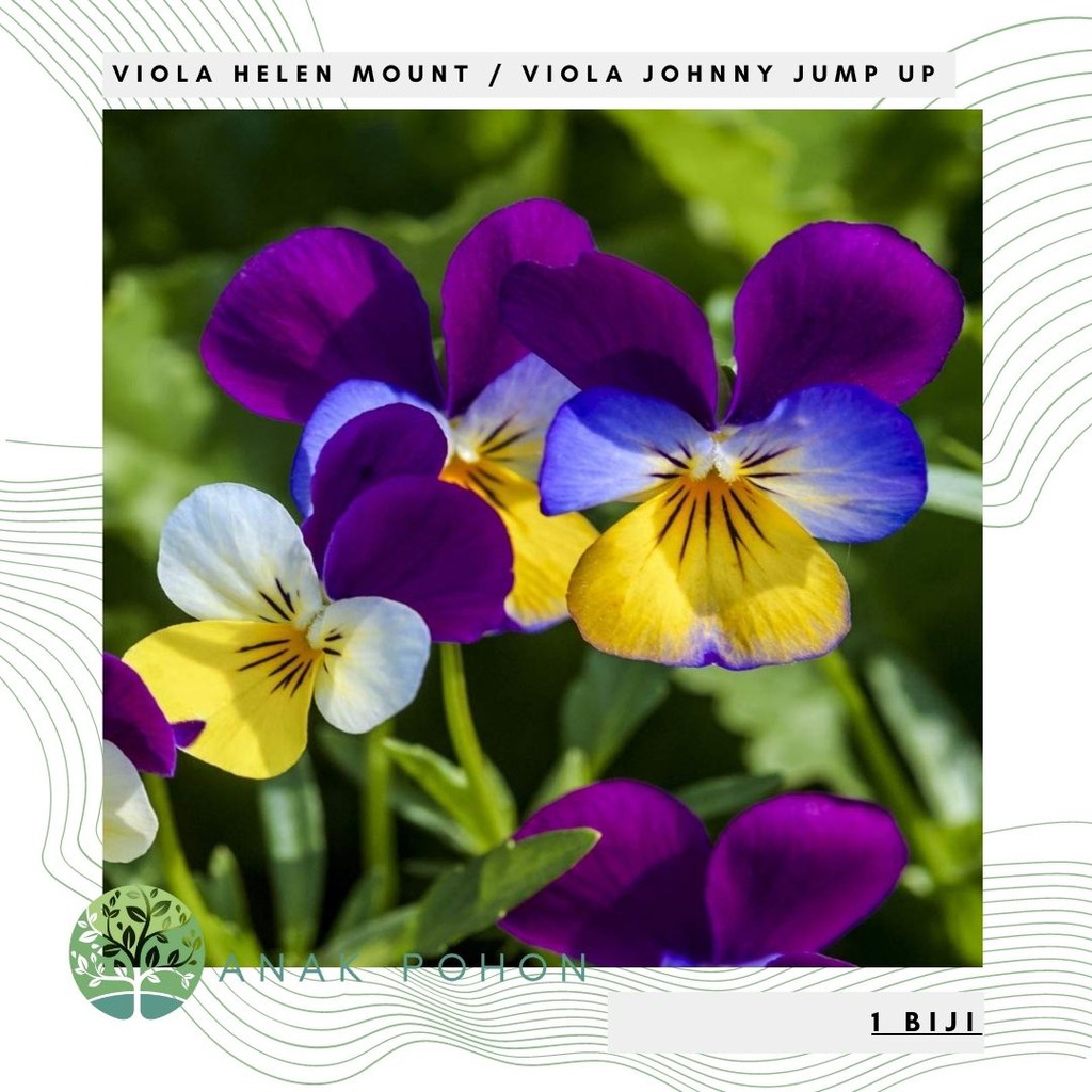 Benih Bibit Biji - Bunga Viola Helen Mount Johnny Jump Up Tricolor Flower Seeds - IMPORT