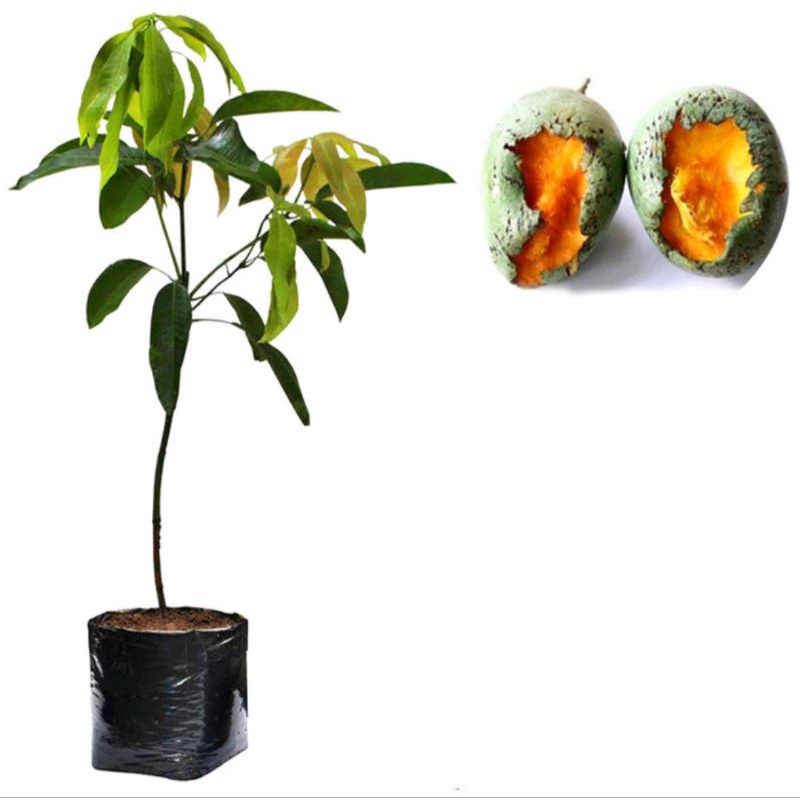 Bibit Mangga Manalagi Super Genjah /Mangga Madu/Bibit Tanaman Mangga Madu