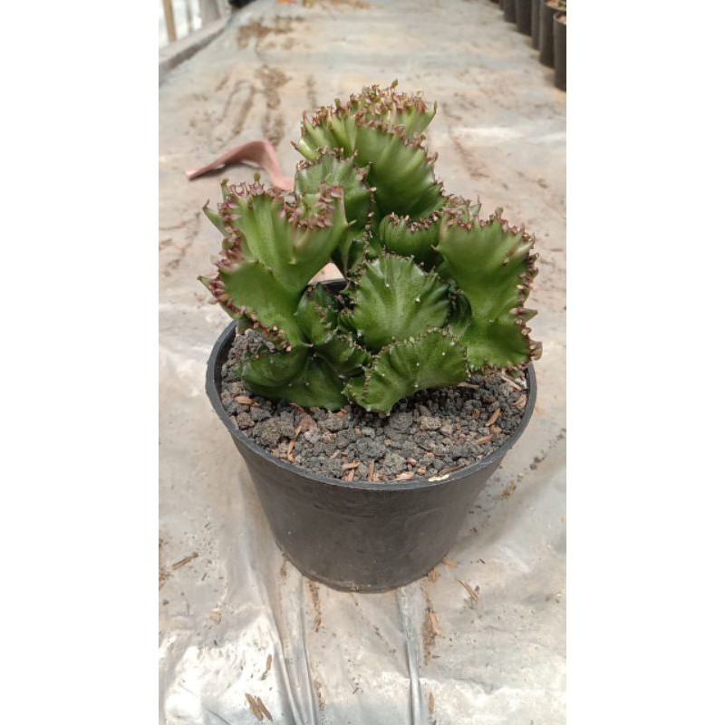 Euphorbia green lactea