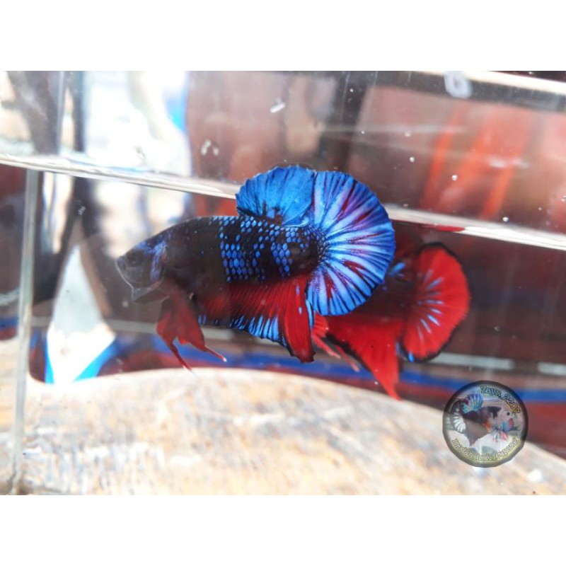 Cupang Avatar