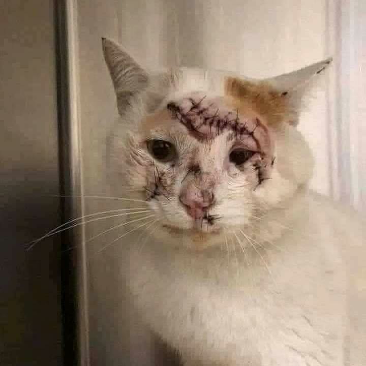 Dettol Handwash Reffil 250ml 225g, 200g,150ml (wajib Baca Deskripsi)