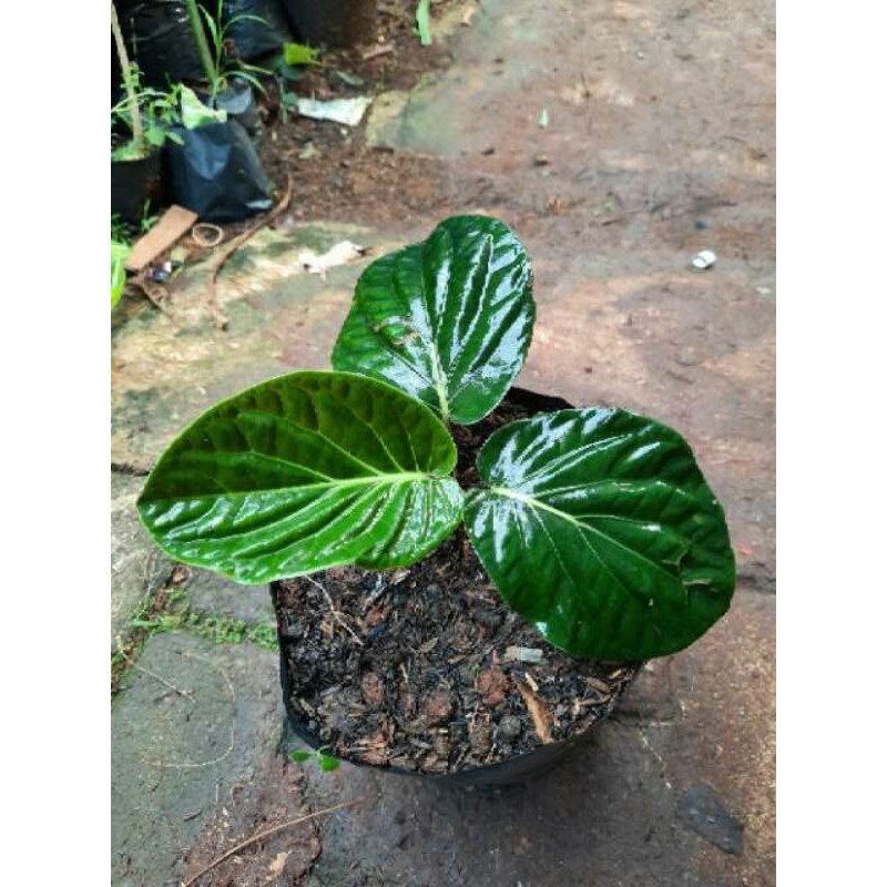 tanaman hias sirih Papua hitam