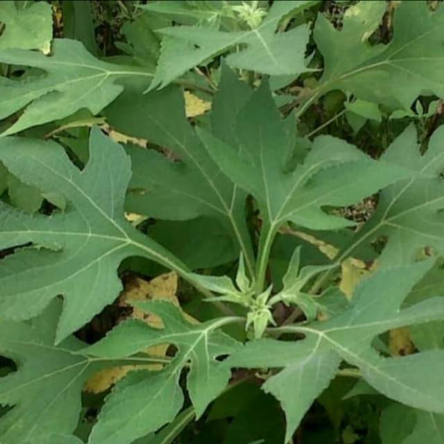 Bibit Stek Batang Pohon Insulin/Kipahit Bibit Tanaman Herbal Pohon Insulin