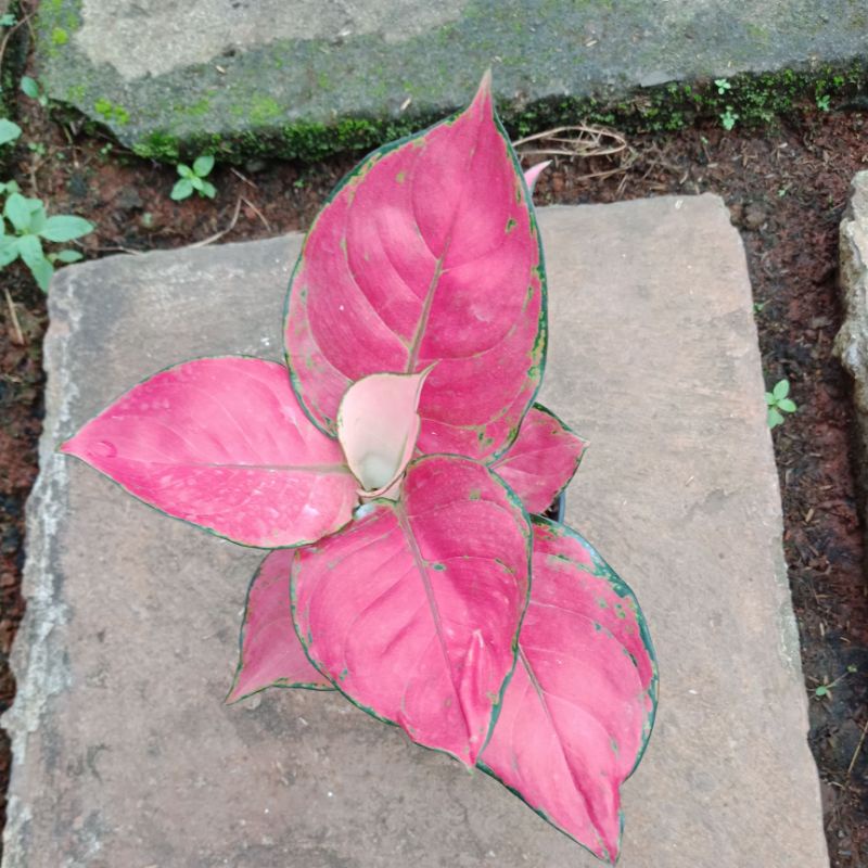 Tanaman hias aglonema pink katrina -bibit aglonema pink katrina
