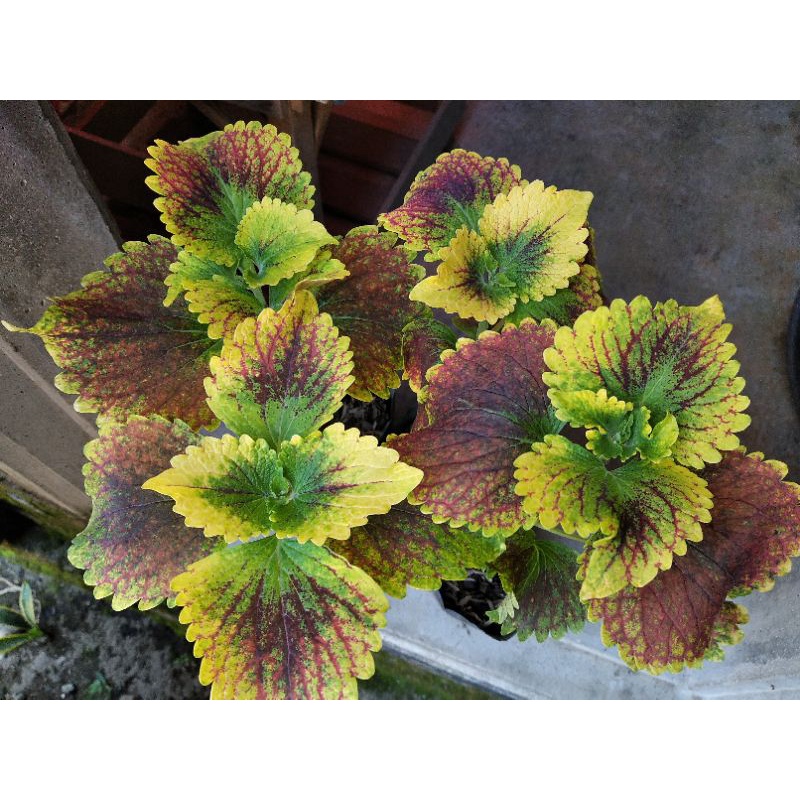 miana super premium bara asmara sultan jombang anakan berakar