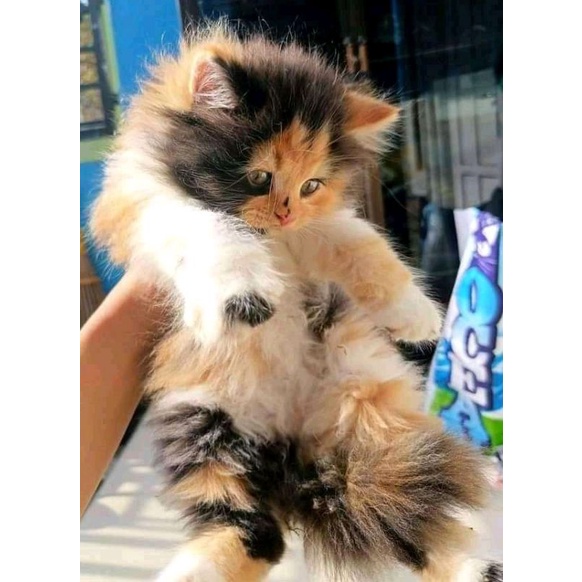 (BULU CALICO BELANG TELON) KUCING KITTEN  PERSIA MEDIUM ANGGORA KUCING JANTAN BETINA HIMALAYA FLATNO