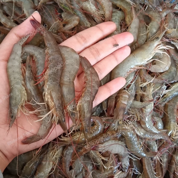 

TERMURAH / "UDANG API FRESH" / Terlaris