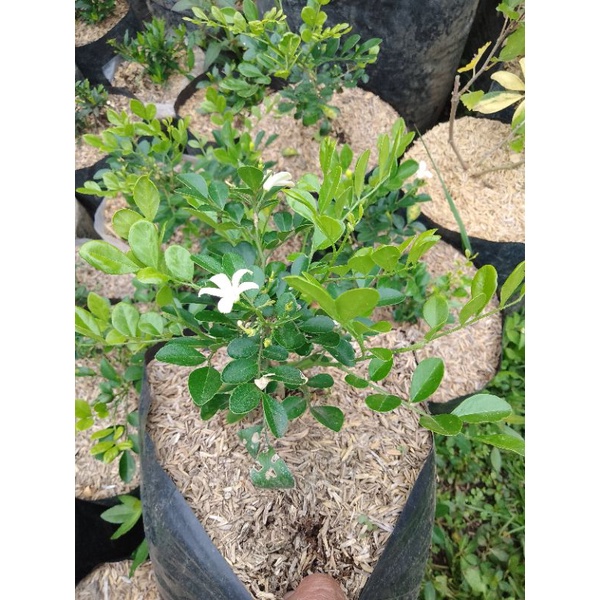 bonsai kemuning bahan bonsai bunga super wangi