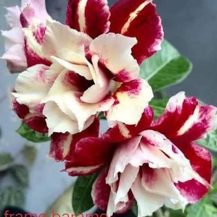 Bibit Bunga Kamboja Adenium Flame Barame - Tanaman Hias