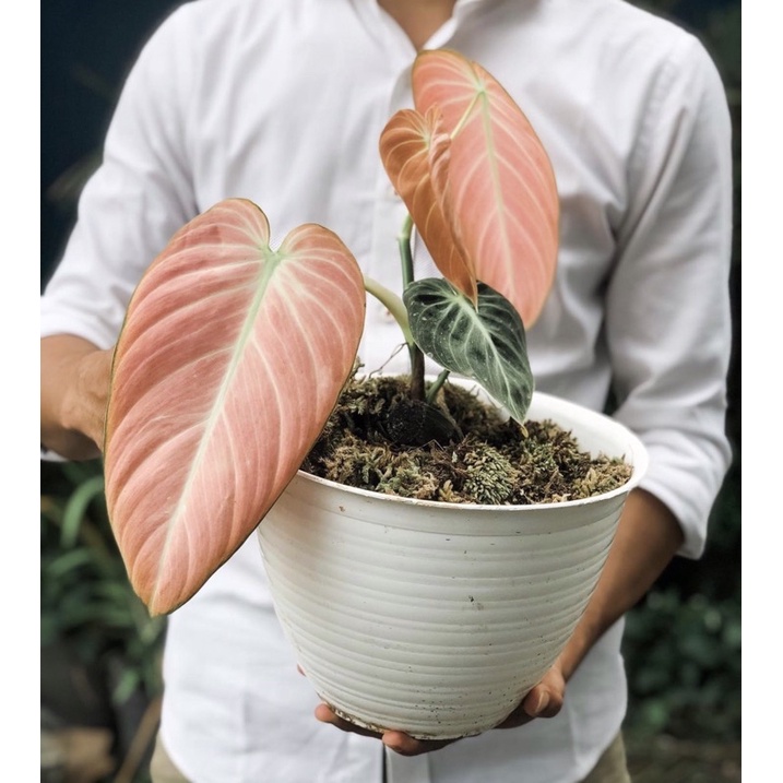 Bibit Tanaman Hias Philodendron Melano Pink - Tanaman Hidup - Bonggol