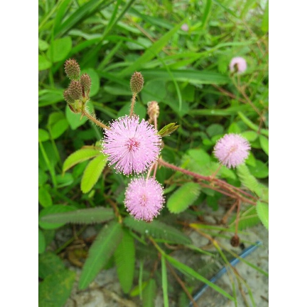 

Biji Bunga Putri Malu isi 50 biji