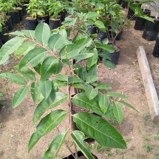 Bibit kelengkeng satu jari