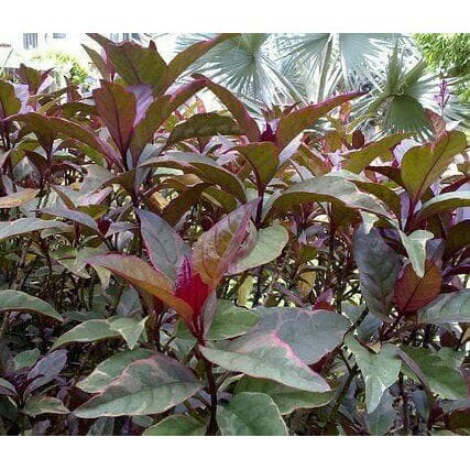 Daun Handeleum Handeuleum Daun Ungu Obat Wasir Ambeien Ambeyen