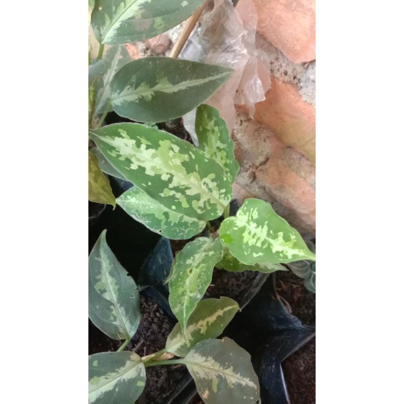 Aglonema/Aglaonema pictum tricolour/rawatan