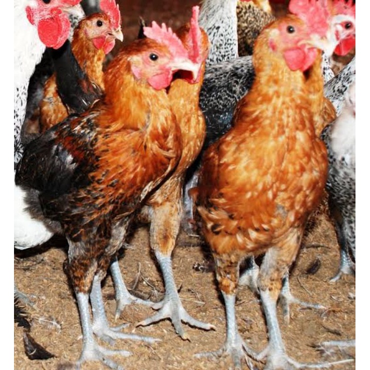 Telur Ayam Elba Fertil Fresh | Telur Tetas Ayam Elba Fertil