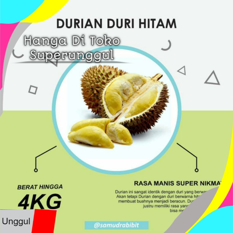 

Ungggul Durian Duri Hitam Kaki Tiga Super