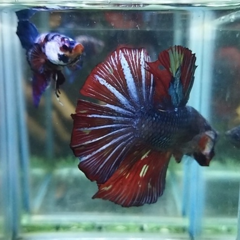(RARE) IKAN CUPANG HMPK GIANT AVATAR GORDON NEMO WASH BO 4,5 cm BONUS PK MULTI INDUKAN 100% REALPICT