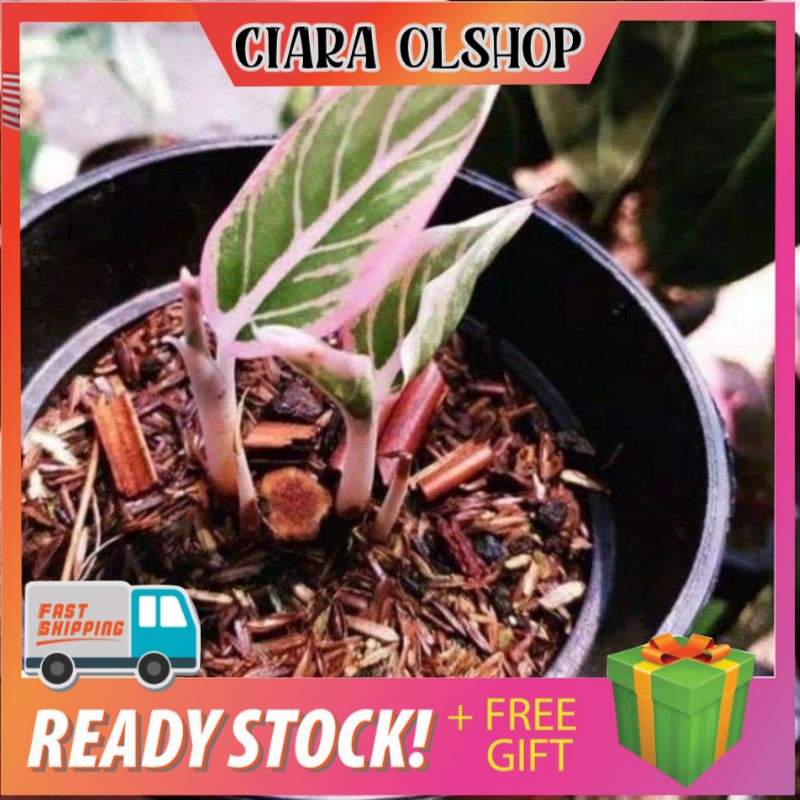 bonggol aglonema lotus