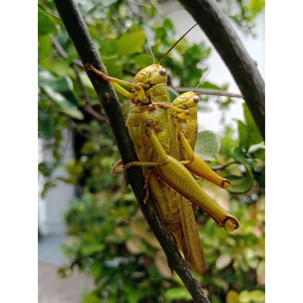 Belalang/ walang kayu dewasa, baby hidup 100% sehat