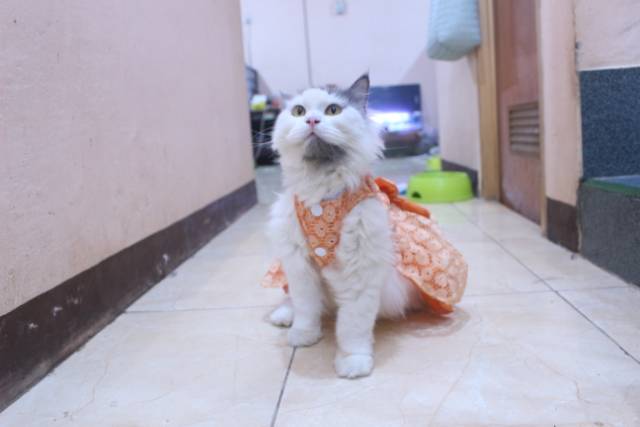 Dress satin renda orange lucu untuk kucing dan anjing / baju anjing kucing murah size S-XL