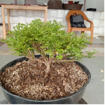 Bonsai Kemuning Super Micro